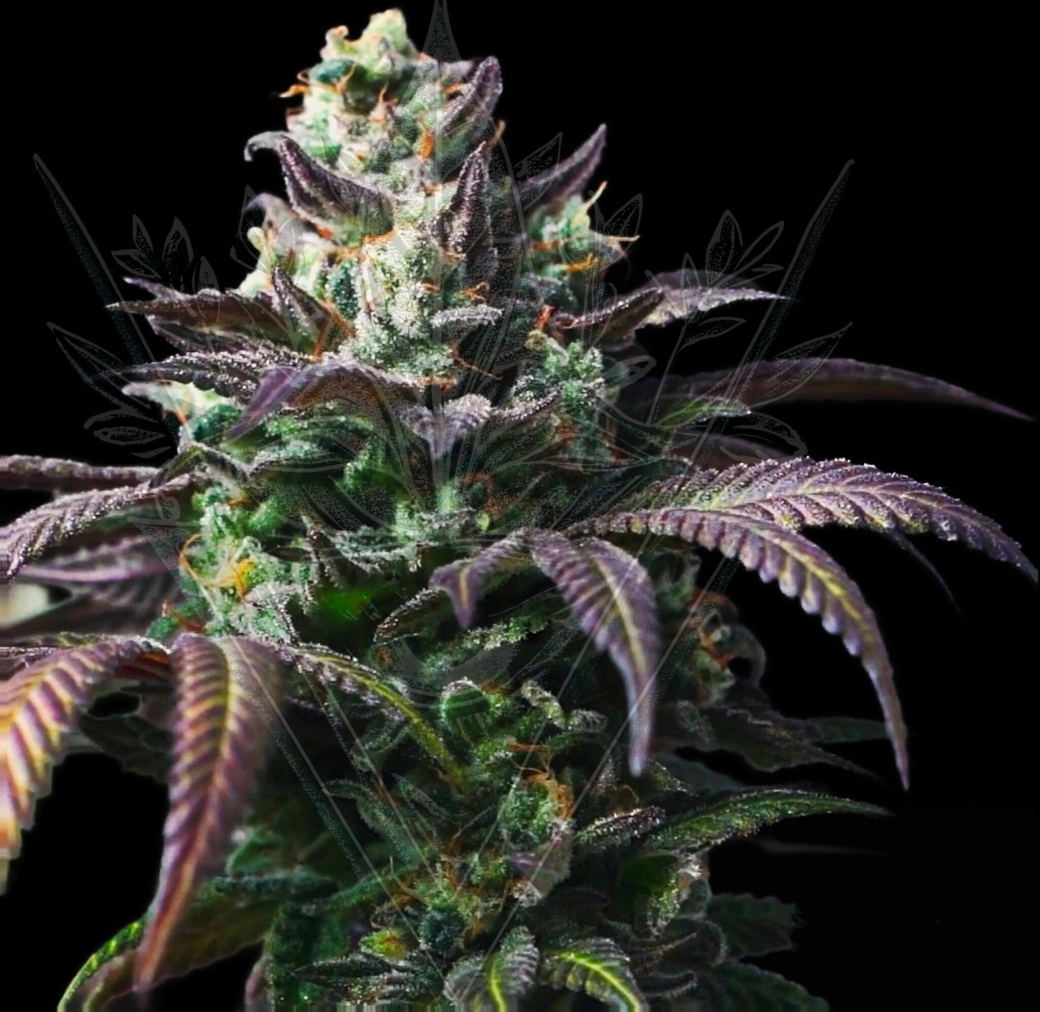 BANABIS OG