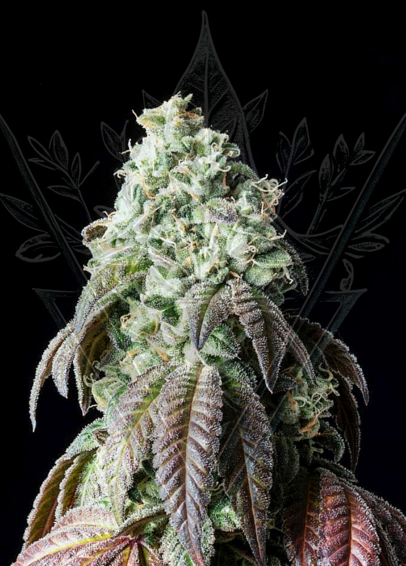 PABLO KUSH