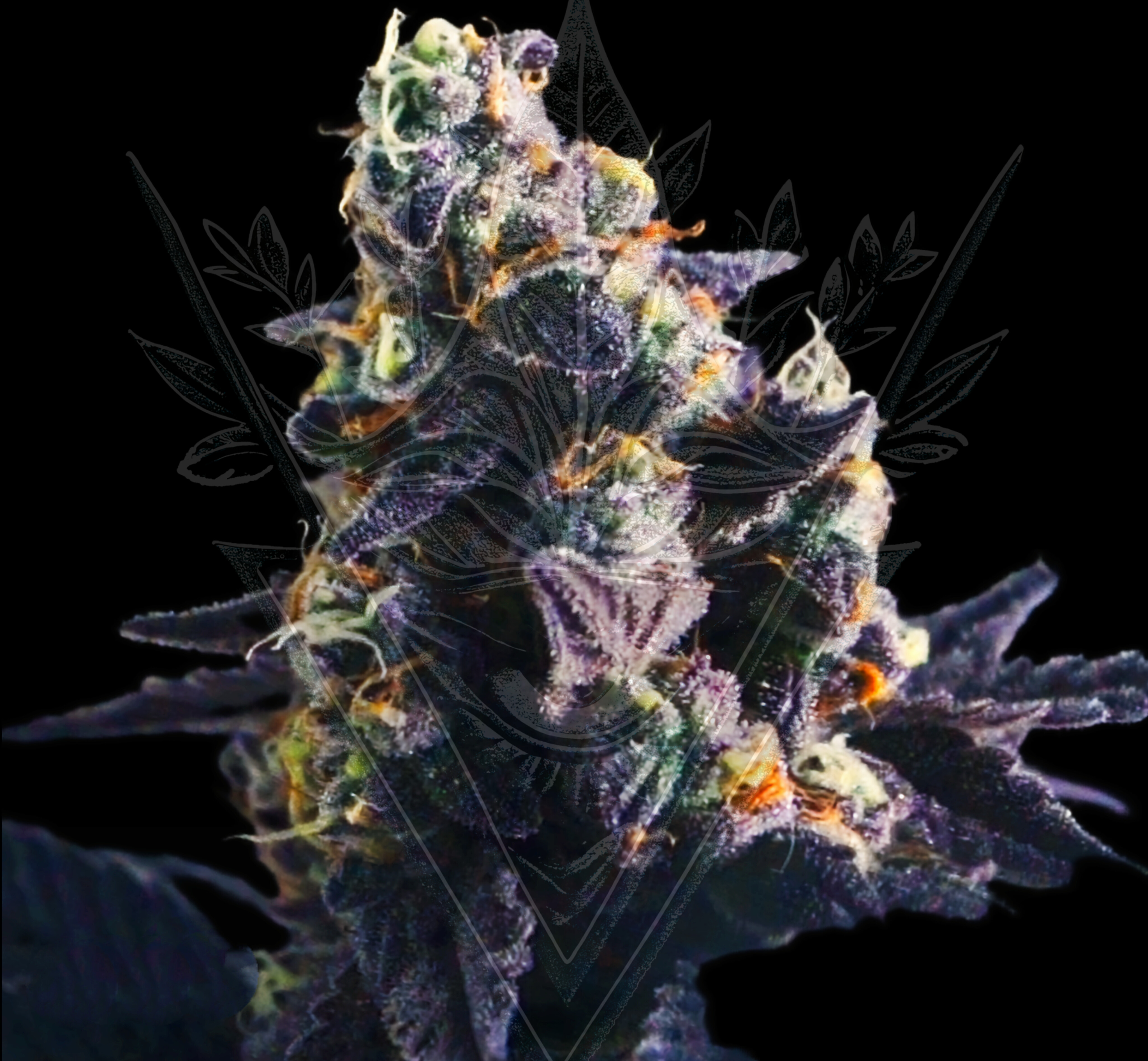 sour cookie