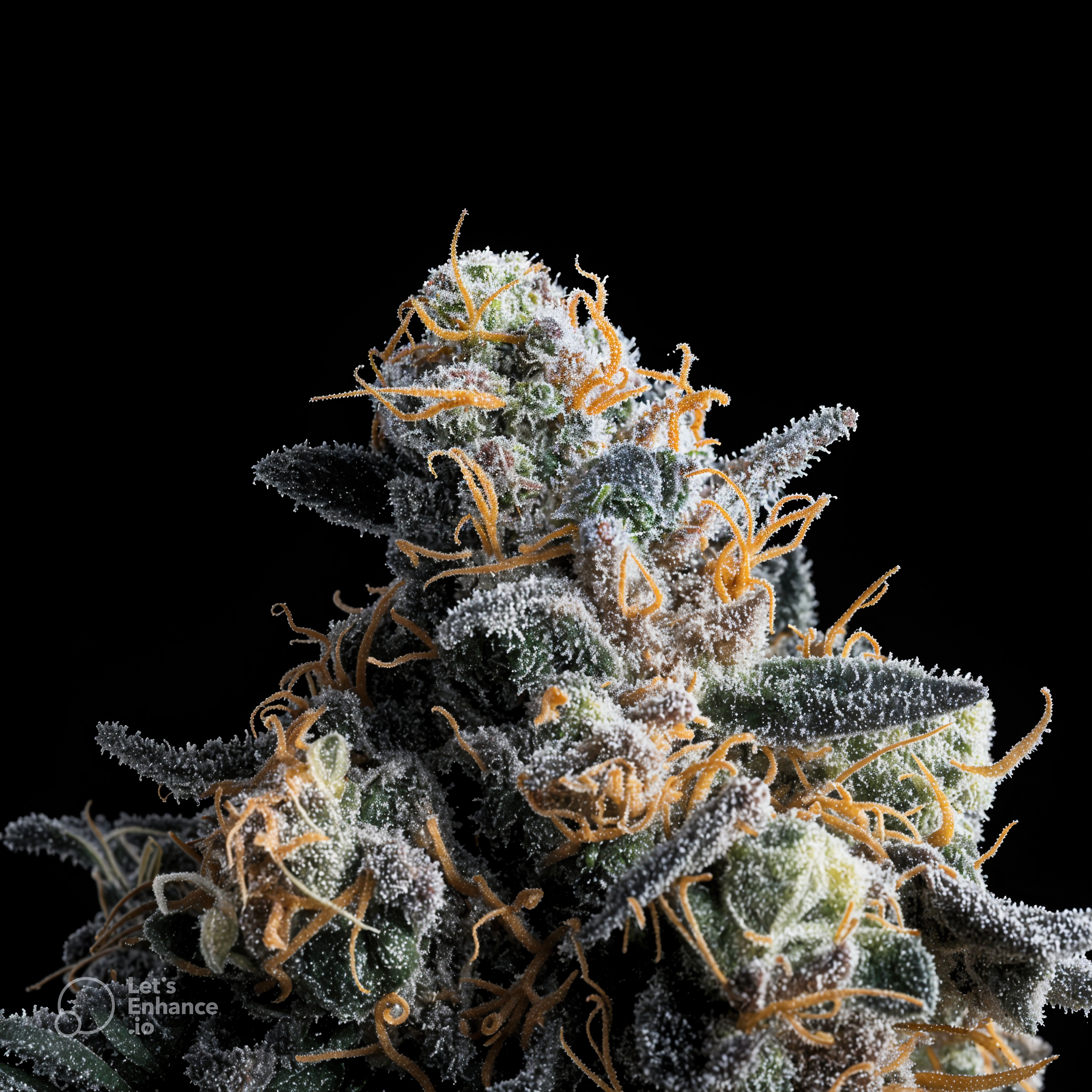 lordgenetics