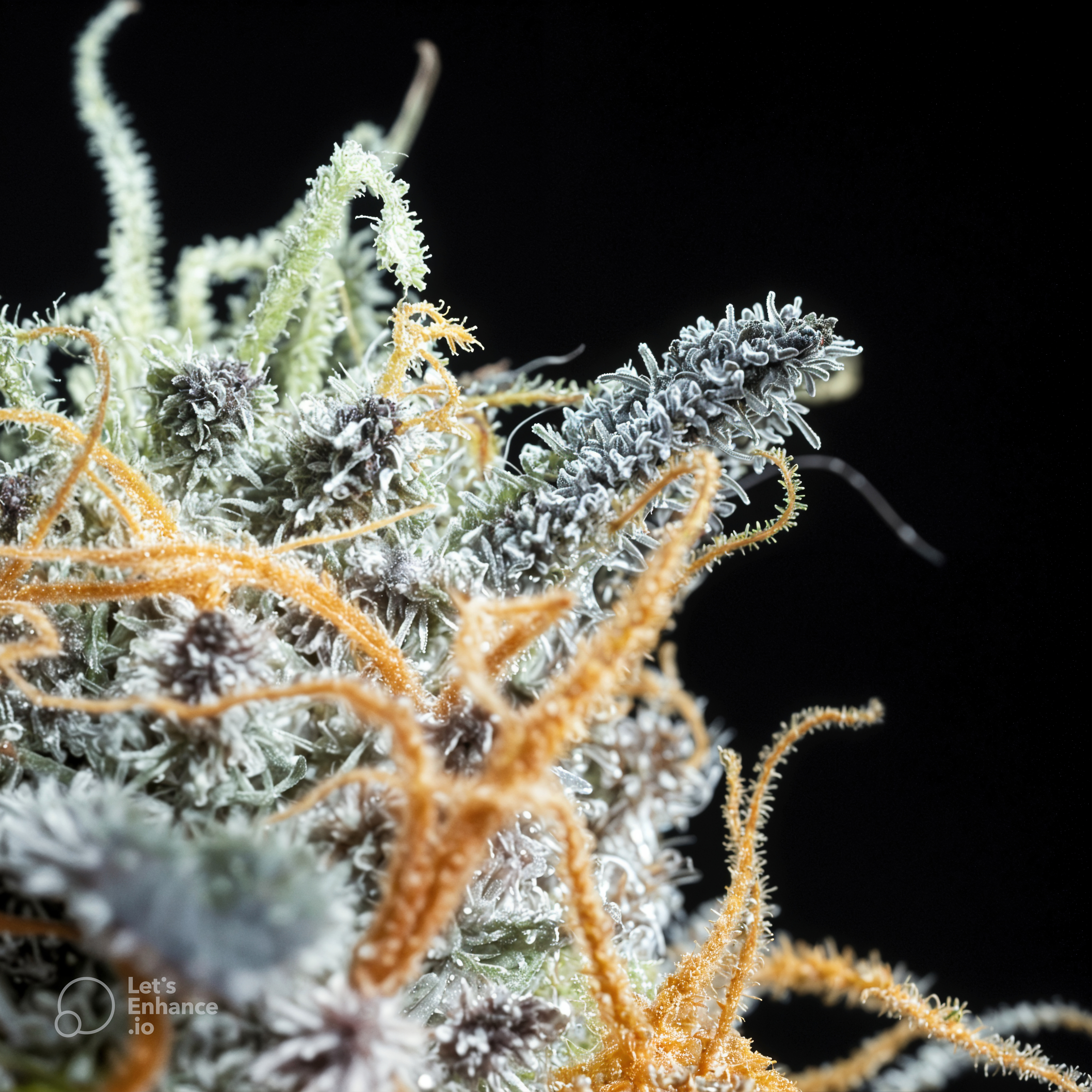 LORDGENETICS2