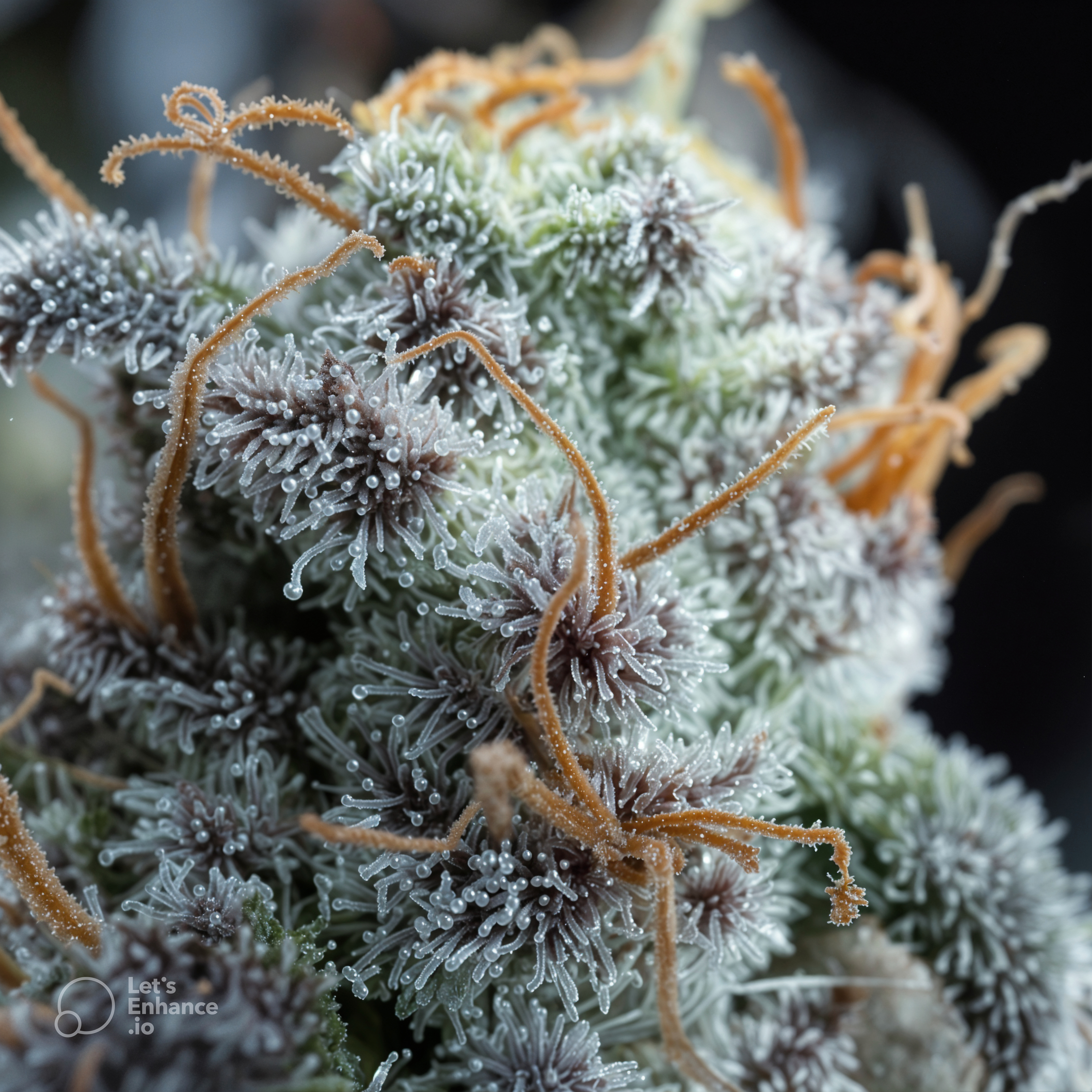 LORDGENETICS3