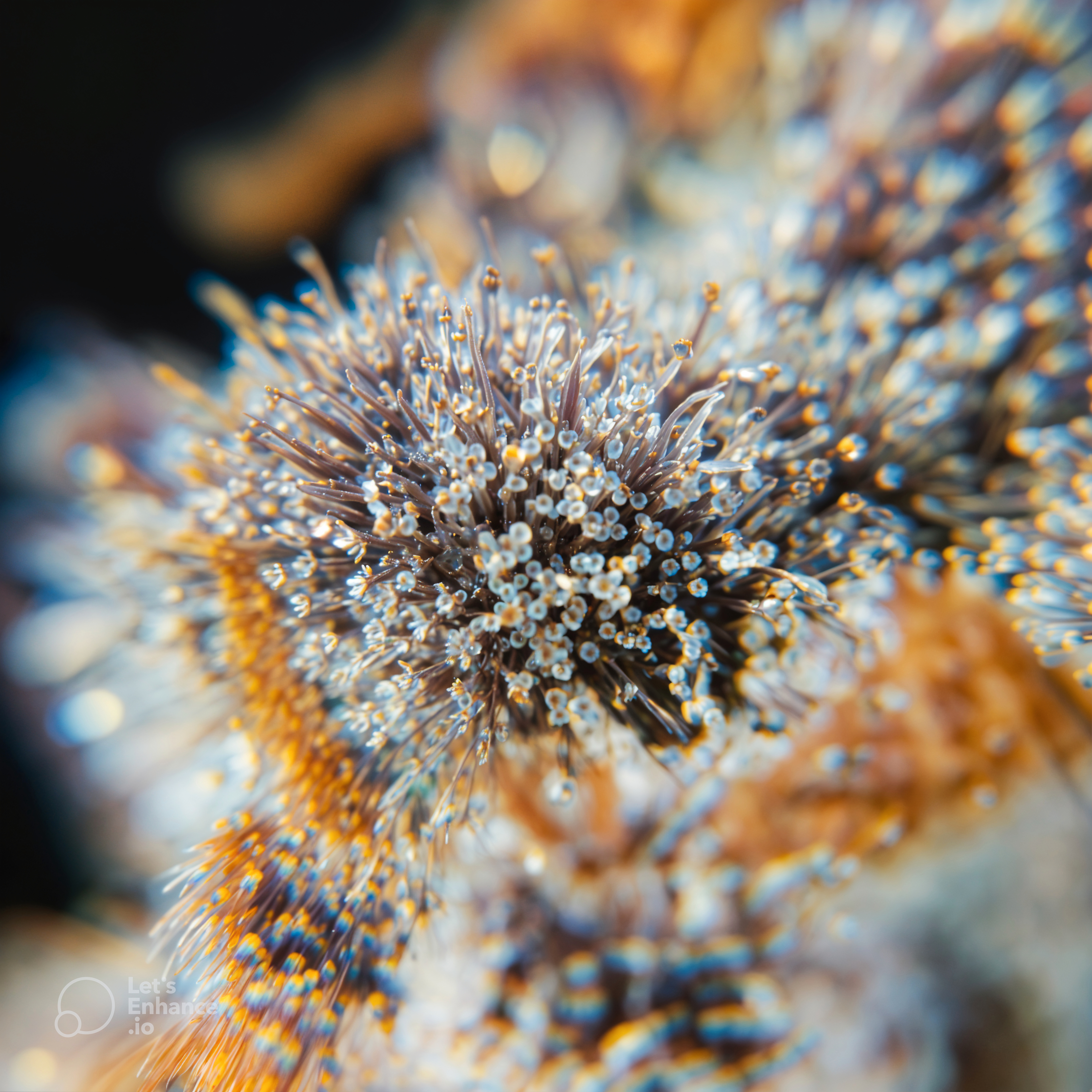 LORDGENETICS4