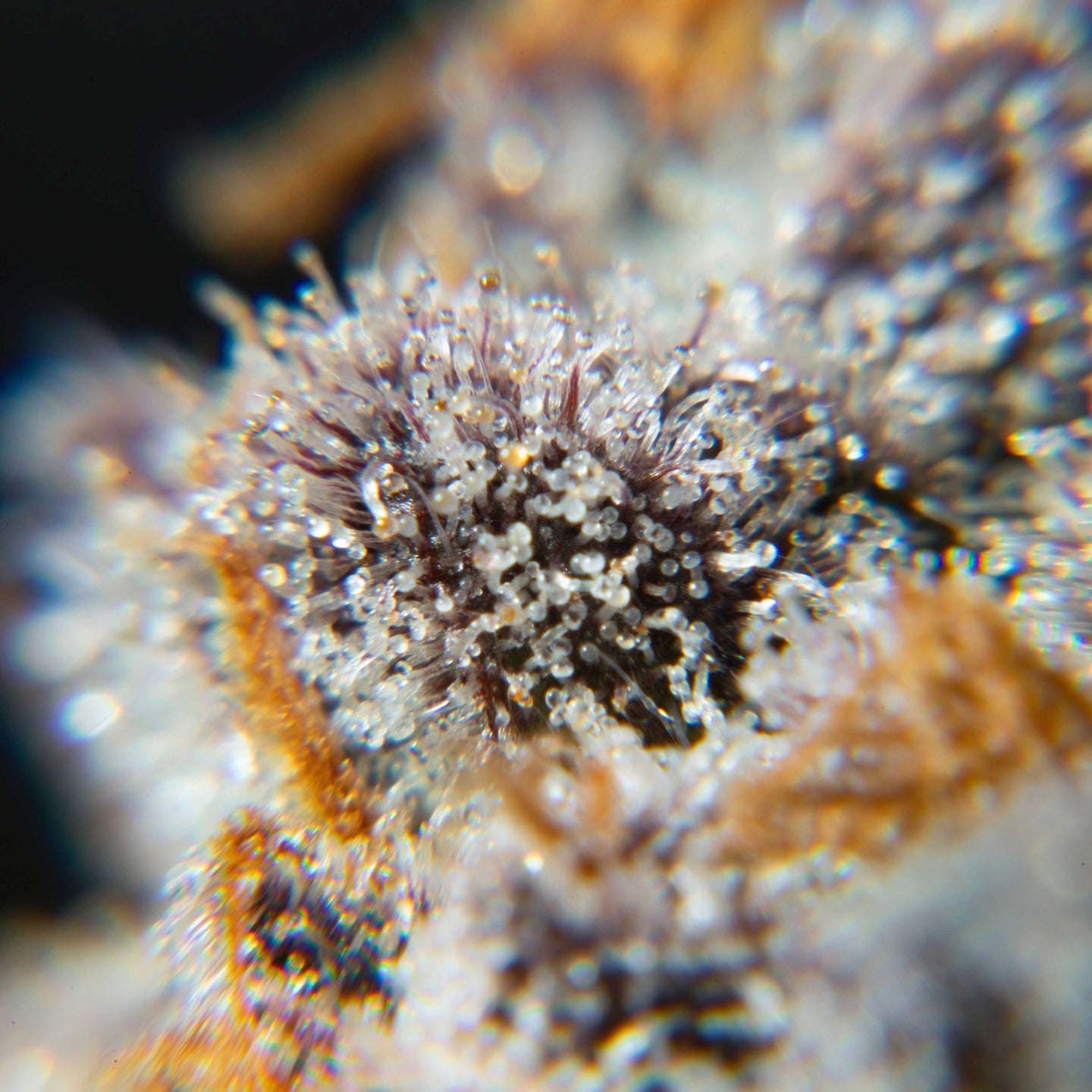BANAPLE-FIZZ_2206